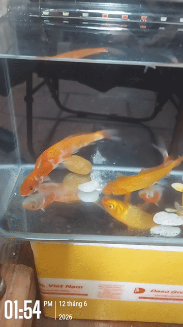 Cá Koi 5 con hồ đúc nguyên khối. Mua bán Thú cưng khác tại Quận 1 Tp Hồ Chí Minh được đăng bởi Lăn Lục hình 1