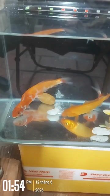 Cá Koi 5 con hồ đúc nguyên khối. Mua bán Thú cưng khác tại Quận 1 Tp Hồ Chí Minh được đăng bởi Lăn Lục hình 1