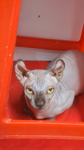 Mèo Sphynx Cái Nâu sôcôla 1 tuổi chân lùn. Mua bán Mèo tại Quận 12 Tp Hồ Chí Minh được đăng bởi chu thi thu ha hình 1
