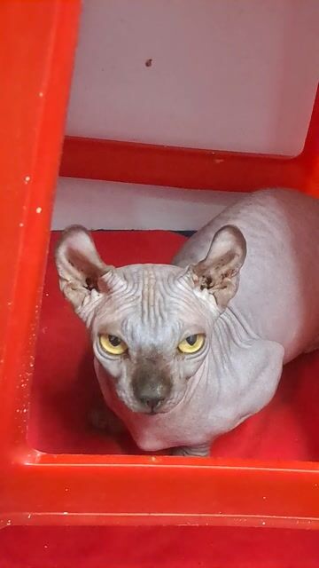Mèo Sphynx Cái Nâu sôcôla 1 tuổi chân lùn. Mua bán Mèo tại Quận 12 Tp Hồ Chí Minh được đăng bởi chu thi thu ha hình 1