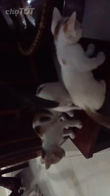 Mèo con Dưới 3 tháng. Mua bán Mèo tại Quận 12 Tp Hồ Chí Minh được đăng bởi Diễn Trương hình 1
