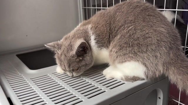 Mèo Bililac cái 8 tháng tuổi Quận 8. Mua bán Mèo tại Quận 8 Tp Hồ Chí Minh được đăng bởi Zoey hình 1