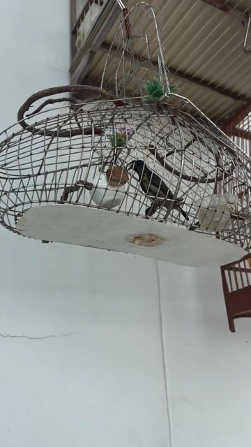 Chim họng đen mồi 1 mùa giao lưu lồng. Mua bán Chim tại Quận 7 Tp Hồ Chí Minh được đăng bởi Đặng Huỳnh Trọng Khải hình 1