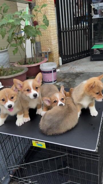 Chó Corgi vàng trắng Sẵn Tại 04 Bàu Năng 1. Mua bán Chó tại Quận Liên Chiểu Đà Nẵng được đăng bởi Pet House hình 1