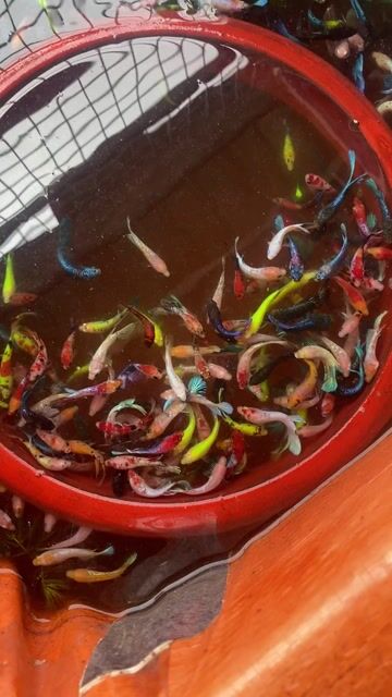 Cá Betta nhiều màu. Mua bán Thú cưng khác tại Quận 7 Tp Hồ Chí Minh được đăng bởi Cuong Ken Dy hình 1