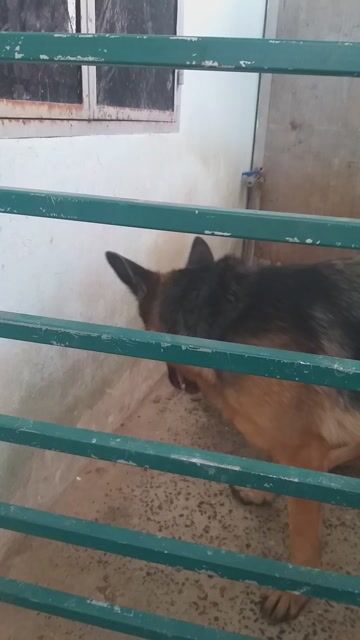 Chó Becgie nâu đen. Mua bán Chó tại Huyện Hóc Môn Tp Hồ Chí Minh được đăng bởi Gia Nghi hình 1