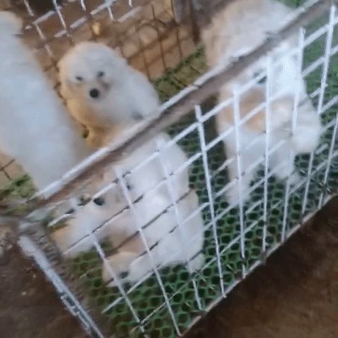 Poodle trắng tinh vàng kem và nâu đỏ.SG. Mua bán Chó tại Quận 5 Tp Hồ Chí Minh được đăng bởi Kim Sơn Thạch hình 1