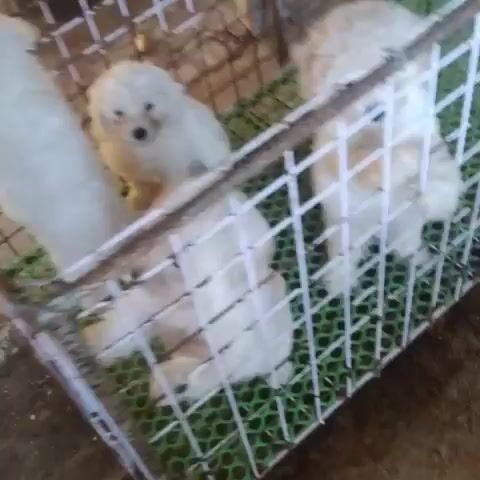 Poodle trắng tinh vàng kem và nâu đỏ.SG. Mua bán Chó tại Quận 5 Tp Hồ Chí Minh được đăng bởi Kim Sơn Thạch hình 1