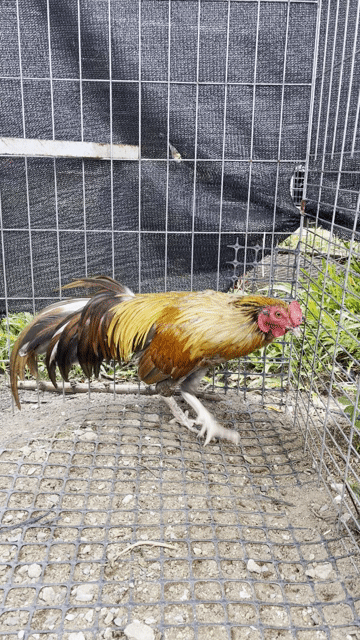 Gà trống Vàng khét Gà tơ. Mua bán Gà tại Quận 6 Tp Hồ Chí Minh được đăng bởi Nguyên Vũ game farm hình 1