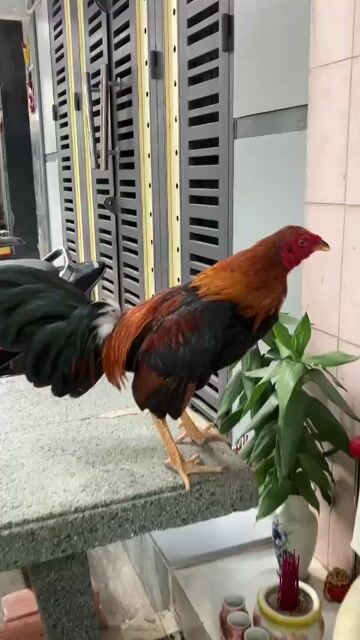 Điều siu mỹ 1k480 mau chơi tay dày sung mạnh. Mua bán Gà tại Quận 6 Tp Hồ Chí Minh được đăng bởi Ha Thanh Danh hình 1