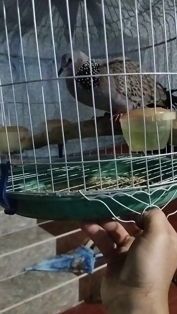 Chim cu gáy Malaysia con nhỏ. Mua bán Chim tại Thành phố Pleiku Gia Lai được đăng bởi Pham văn mạnh hình 1