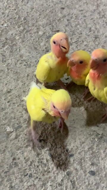 Vẹt cảnh màu Vàng. Mua bán Chim tại Huyện Chương Mỹ Hà Nội được đăng bởi menuoipet29 hình 1