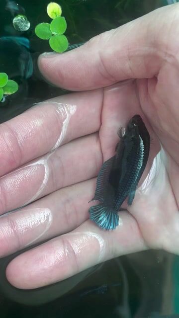 Cá xiêm mái Xám đen, Xám đỏ. Mua bán Thú cưng khác tại Quận Gò Vấp Tp Hồ Chí Minh được đăng bởi CÁ XIÊM VIP  hình 1