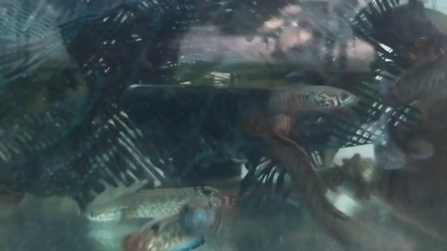 Cá lóc cầu vòng ngũ sắc. Mua bán Thú cưng khác tại Quận 10 Tp Hồ Chí Minh được đăng bởi Diran Petcage Shop hình 1