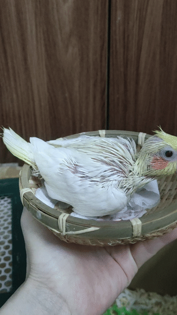 Chim chào mào non màu Trắng, vàng, đỏ khỏe mạnh. Mua bán Chim tại Quận Hai Bà Trưng Hà Nội được đăng bởi Shop chim cảnh hình 1