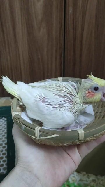 Chim chào mào non màu Trắng, vàng, đỏ khỏe mạnh. Mua bán Chim tại Quận Hai Bà Trưng Hà Nội được đăng bởi Shop chim cảnh hình 1
