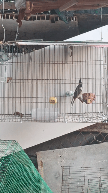 Chim chào mào mấy tháng lồng thuần chút chút. Mua bán Chim tại Huyện Hóc Môn Tp Hồ Chí Minh được đăng bởi thành hình 1