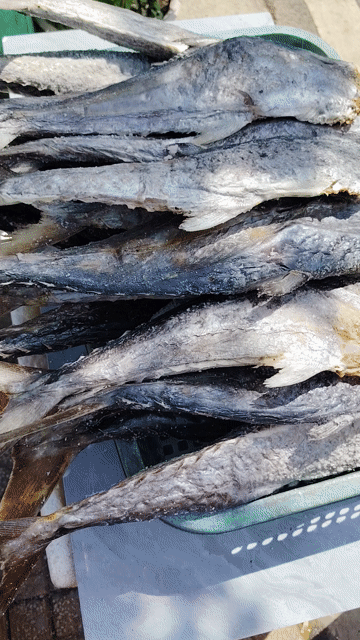 Cá thu phơi khô nhà làm. Mua bán Đồ ăn, thực phẩm và các loại khác tại Thành phố Sa Đéc Đồng Tháp được đăng bởi võ thị bé ngoan  hình 1