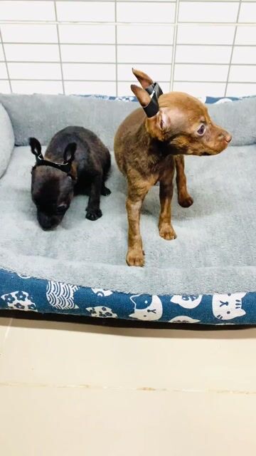 Chó Phốc nai đực. Mua bán Chó tại Quận 8 Tp Hồ Chí Minh được đăng bởi Nguyễn Mạnh  hình 1