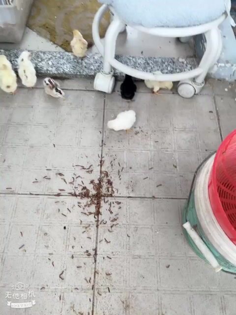 chíp tre bắc chuối. Mua bán Gà tại Quận 8 Tp Hồ Chí Minh được đăng bởi Bé Sang hình 1