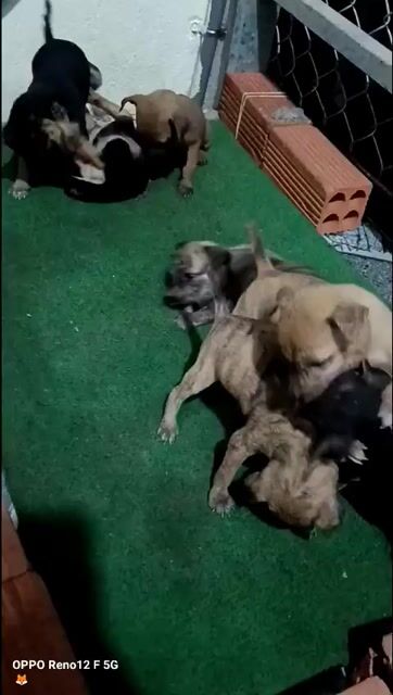 Chó cỏ con và chó phú quốc lai.. Mua bán Chó tại Huyện Đất Đỏ Bà Rịa - Vũng Tàu được đăng bởi Po Lê hình 1