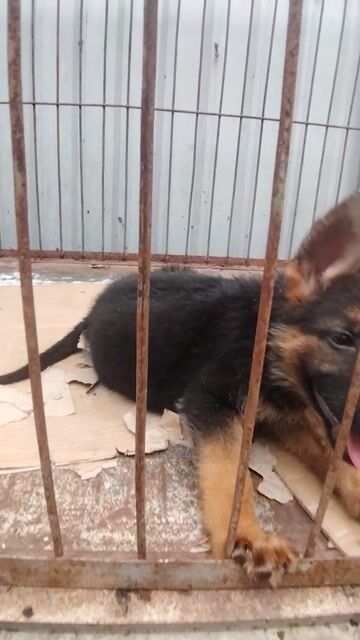 Chó Becgie. Mua bán Chó tại Thị xã Bến Cát Bình Dương được đăng bởi Pham Viet Chien hình 1