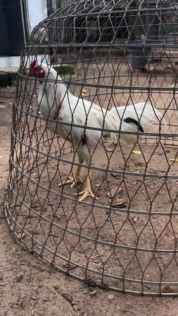 Gà Thái mỹ 2.7kg. Mua bán Gà tại Huyện Củ Chi Tp Hồ Chí Minh được đăng bởi Thế Bảo hình 1