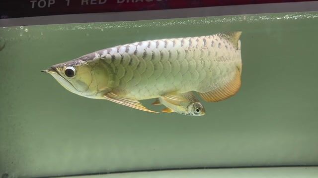 Kim Long 9999 U46-48. Mua bán Thú cưng khác tại Thành phố Thủ Đức Tp Hồ Chí Minh được đăng bởi PHAN DƯƠNG MẠNH hình 1