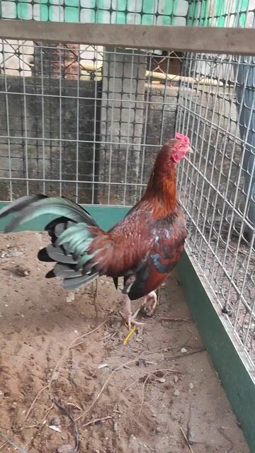 Gà mái lại Tơ. Mua bán Gà tại Huyện Chợ Gạo Tiền Giang được đăng bởi vinh hình 1