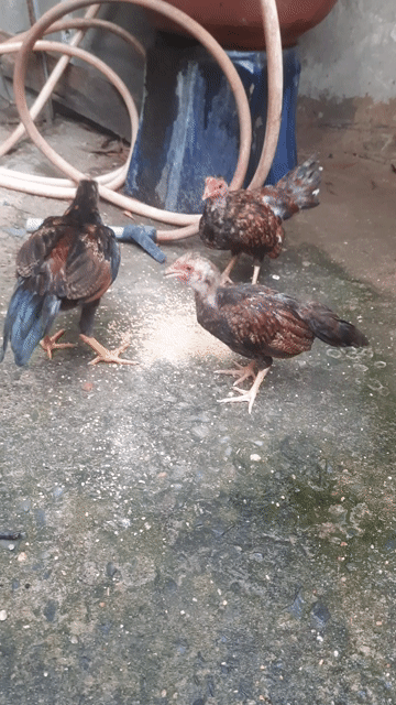 Gà tre kiểng Nâu Đen. Mua bán Gà tại Huyện Hóc Môn Tp Hồ Chí Minh được đăng bởi Phúc hình 1