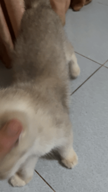 Mèo Anh Lông Ngắn Vàng kem đã tiêm. Mua bán Mèo tại Huyện Phú Giáo Bình Dương được đăng bởi huy hình 1