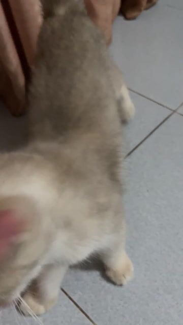 Mèo Anh Lông Ngắn Vàng kem đã tiêm. Mua bán Mèo tại Huyện Phú Giáo Bình Dương được đăng bởi huy hình 1