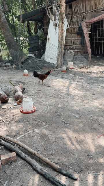 mái sili my viet. Mua bán Gà tại Huyện Giồng Riềng Kiên Giang được đăng bởi lý hình 1