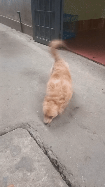 Chó Poodle lai phốc sóc 13 tháng đã tiêm. Mua bán Chó tại Quận Hoàng Mai Hà Nội được đăng bởi Nguyen Doan Thanh hình 1