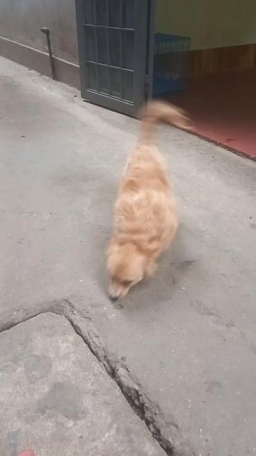 Chó Poodle lai phốc sóc 13 tháng đã tiêm. Mua bán Chó tại Quận Hoàng Mai Hà Nội được đăng bởi Nguyen Doan Thanh hình 1