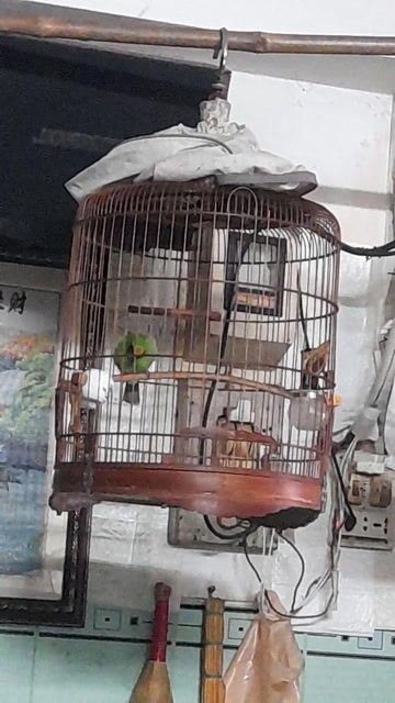 thanh tước thuần. Mua bán Chim tại Quận 6 Tp Hồ Chí Minh được đăng bởi Hung tran hình 1