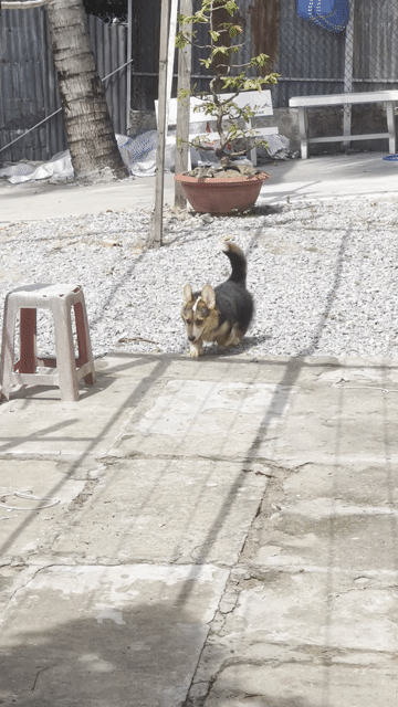Corgi Tricoler. Mua bán Chó tại Quận Cái Răng Cần Thơ được đăng bởi Trọng Nam hình 1