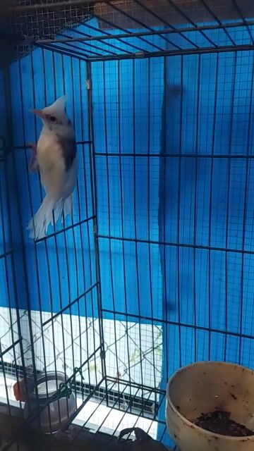 Chim chào mào trắng đen. Mua bán Chim tại Thành phố Dĩ An Bình Dương được đăng bởi Lê Thanh Hải hình 1