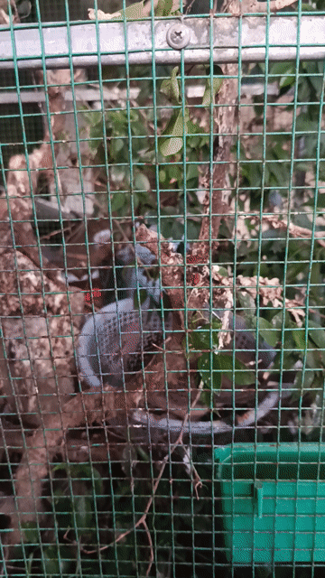 Chim cu cái đã sinh sản khỏe mạnh. Mua bán Chim tại Huyện Hoài Đức Hà Nội được đăng bởi Sơn Nguyễn Văn hình 1