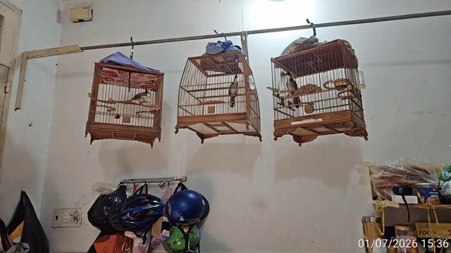 Chim chào mào 2 mùa mới thay lông. Mua bán Chim tại Quận Bình Tân Tp Hồ Chí Minh được đăng bởi Banh Trong Thu hình 1