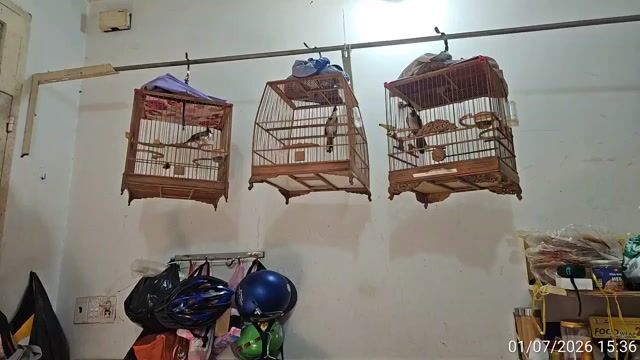 Chim chào mào 2 mùa mới thay lông. Mua bán Chim tại Quận Bình Tân Tp Hồ Chí Minh được đăng bởi Banh Trong Thu hình 1
