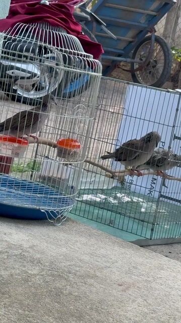 Bán chim cu gáy nổi và cặp chim con đang đút. Mua bán Chim tại Huyện Long Điền Bà Rịa - Vũng Tàu được đăng bởi Lợi hình 1