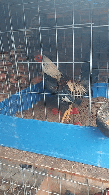 Tre Chuối mĩ 1k150 trạng 1k250. Mua bán Gà tại Huyện Long Thành Đồng Nai được đăng bởi Vô thường hình 1