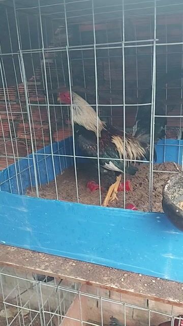 Tre Chuối mĩ 1k150 trạng 1k250. Mua bán Gà tại Huyện Long Thành Đồng Nai được đăng bởi Vô thường hình 1