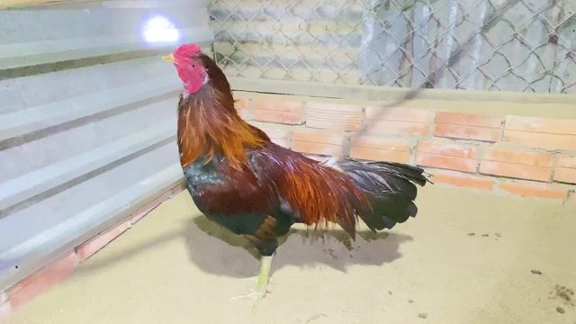 Gà chọi Nâu đỏ Đực Gà tơ. Mua bán Gà tại Quận Ô Môn Cần Thơ được đăng bởi nguyễn thành thảo hình 1