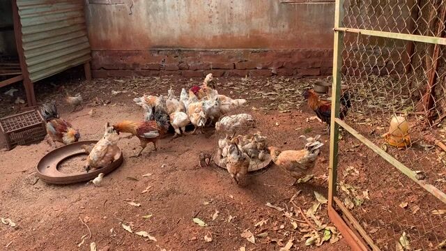 Gà Hmông đủ lứa tuổi. Mua bán Gà tại Huyện Chư Sê Gia Lai được đăng bởi Konz Jr hình 1