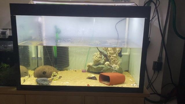 Bể cá cảnh Kính 60x40x40cm Trong suốt. Mua bán Phụ kiện, Thức ăn, Dịch vụ tại Quận Tân Bình Tp Hồ Chí Minh được đăng bởi thích thi ... hình 1