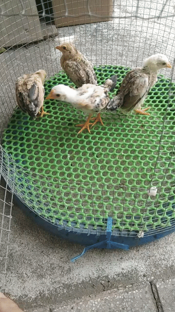 Gà tre bắc 2 tháng tuổi. Mua bán Gà tại Thành phố Vị Thanh Hậu Giang được đăng bởi anh ba tre bắc miền tây hình 1