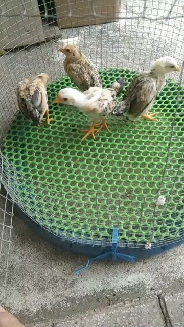 Gà tre bắc 2 tháng tuổi. Mua bán Gà tại Thành phố Vị Thanh Hậu Giang được đăng bởi anh ba tre bắc miền tây hình 1