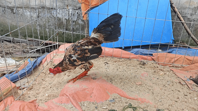 mã lại . Mua bán Gà tại Quận 12 Tp Hồ Chí Minh được đăng bởi Cao Huy  hình 1